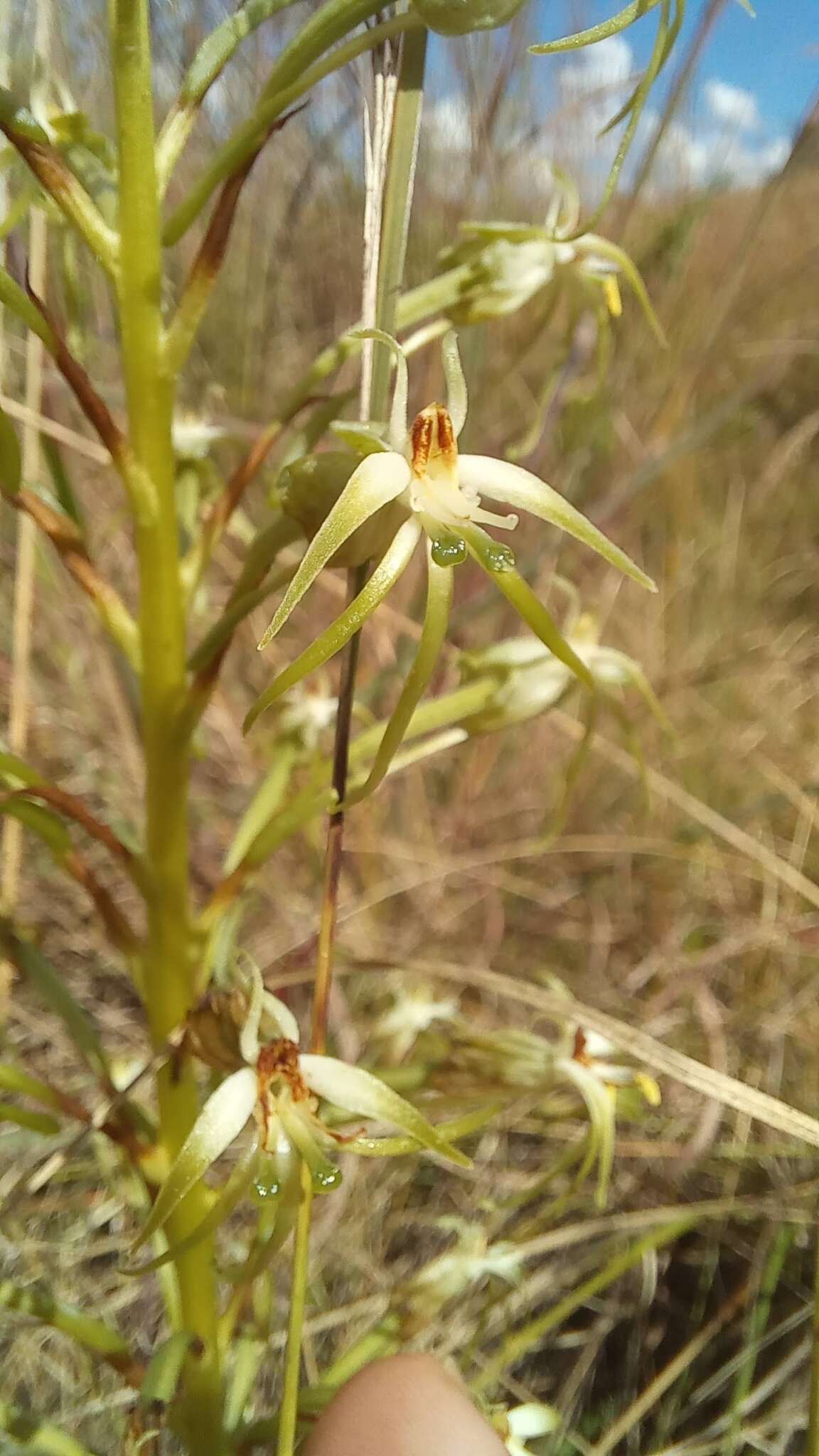 Habenaria nyikana Rchb. fil. resmi