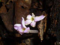 Image of Voyria truncata (Standl.) Standl. & Steyerm.