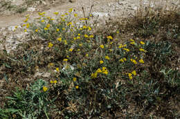 Image of Achillea leptophylla Bieb.