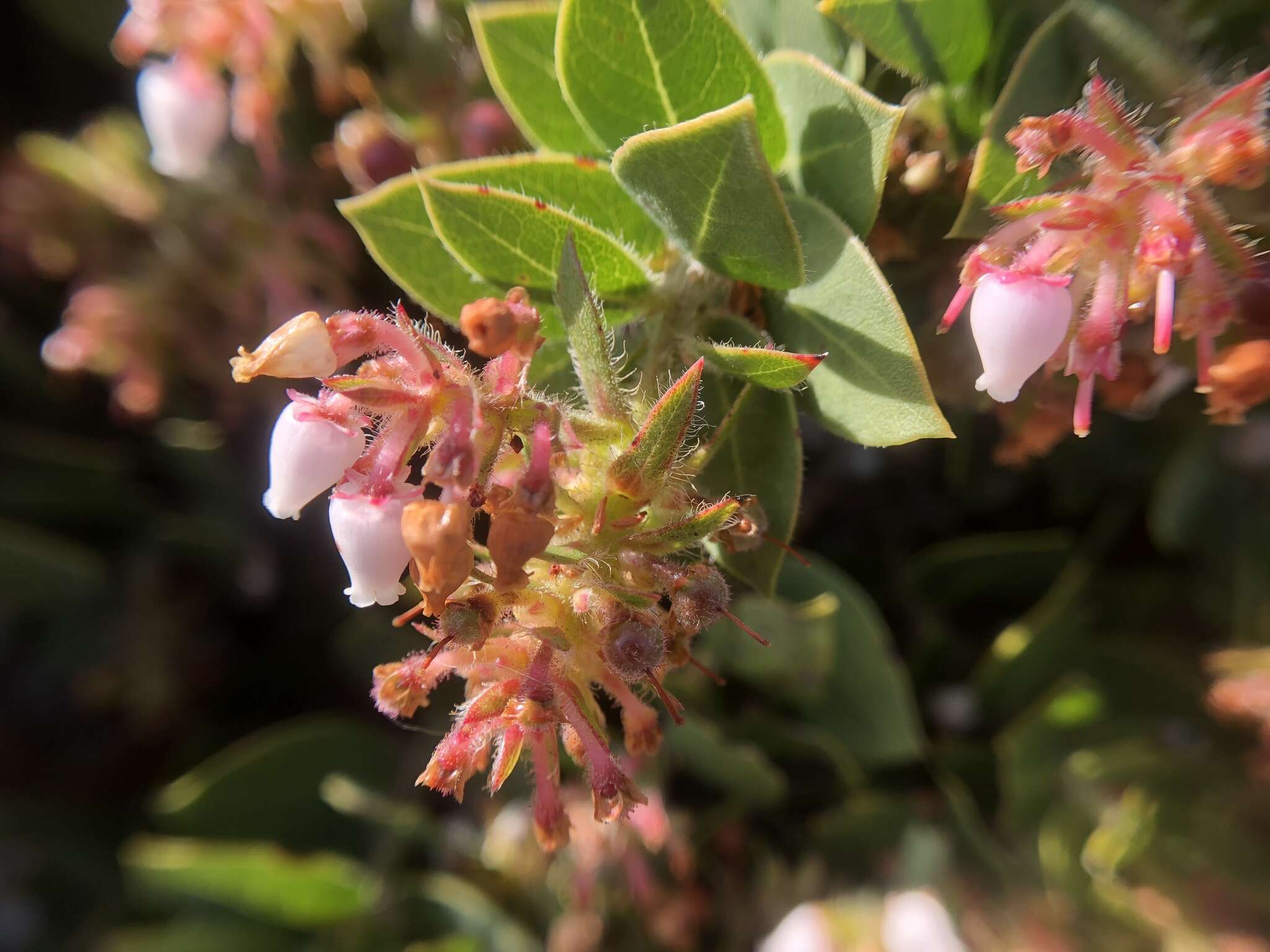 Image of San Bruno Mountain manzanita