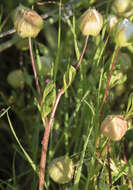 Image of Butte County meadowfoam