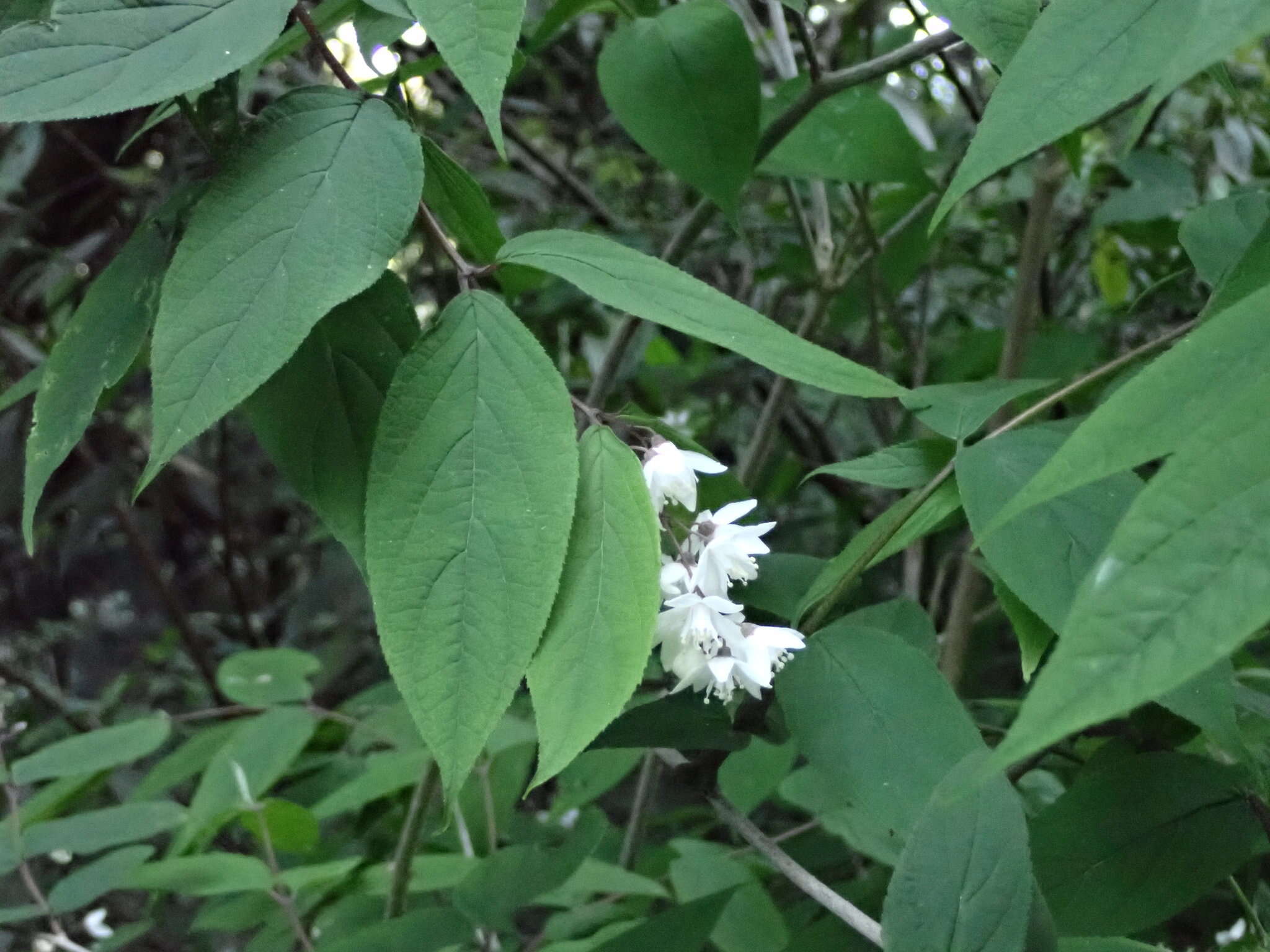 Image of Deutzia taiwanensis (Maxim.) C. K. Schneid.