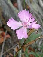 Image of Dianthus ferrugineus Miller