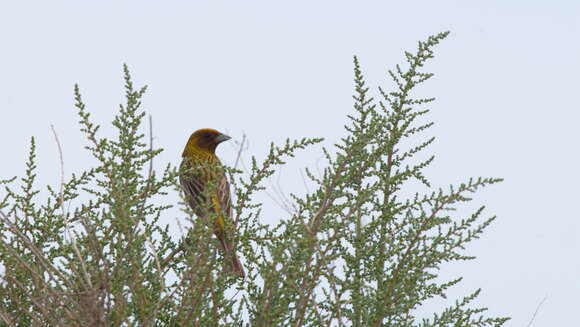 Image of Brown-headed Bunting