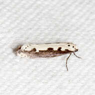 Image of Ethmia bipunctella Fabricius 1775