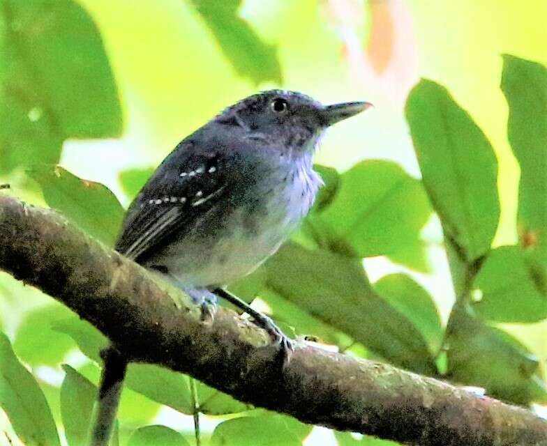 Image of Spot-crowned Antvireo