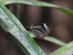 Image of Ithomia agnosia Hewitson 1854