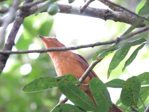 Image of Rufous Mourner