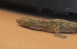 Image of Yellow-bellied house gecko