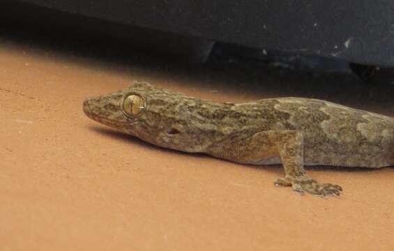 Image of Yellow-bellied house gecko