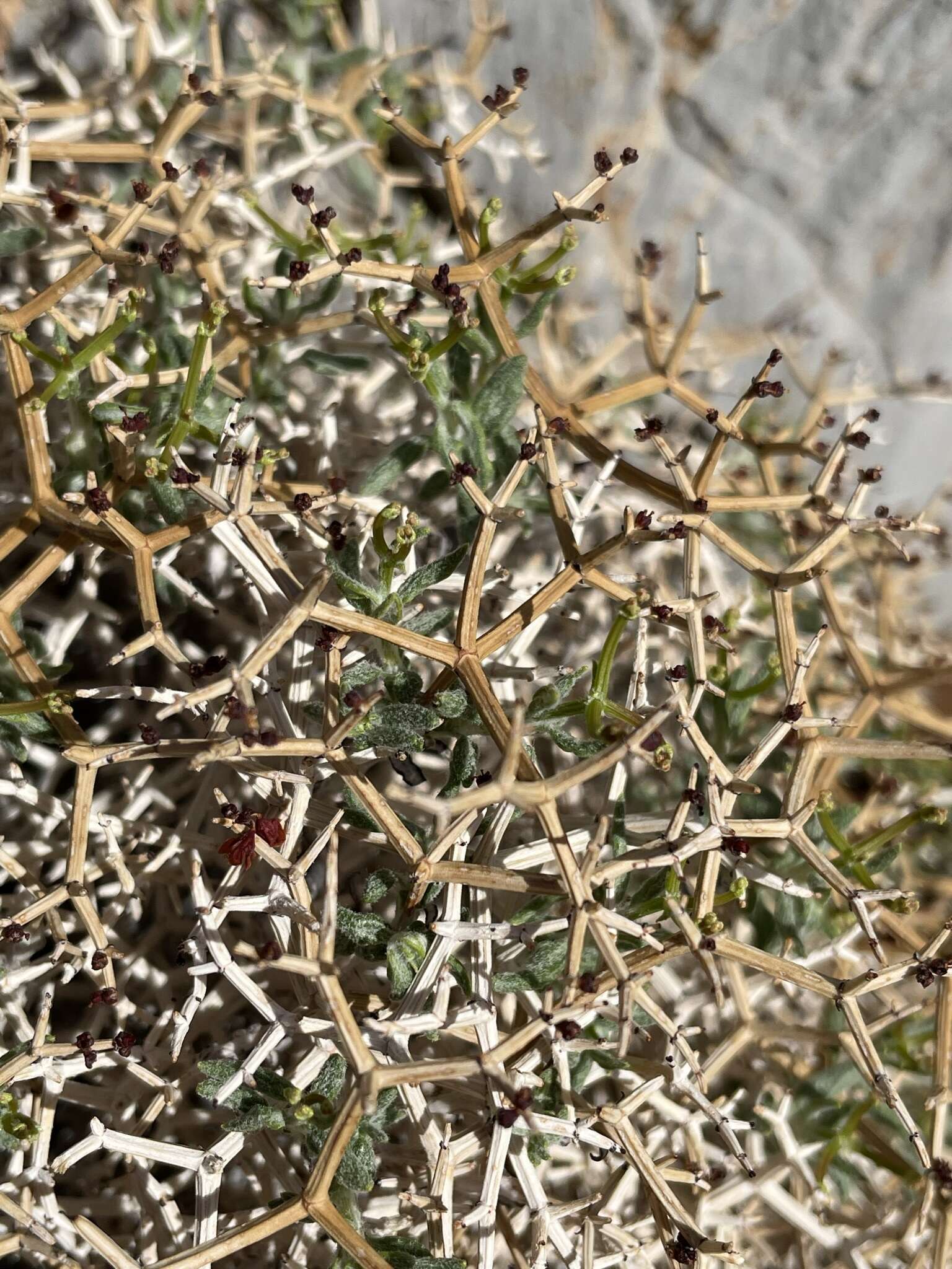 Imagem de Eriogonum heermannii var. sulcatum (S. Wats.) Munz & Reveal