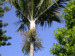 Image of Rhopalostylis baueri (Hook. fil.) H. Wendl. & Drude