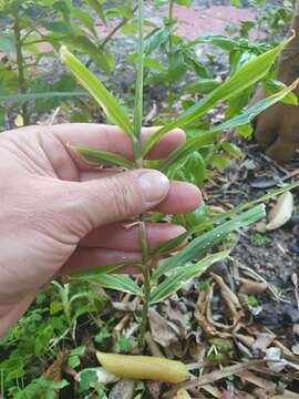 Imagem de Zingiber officinale Roscoe