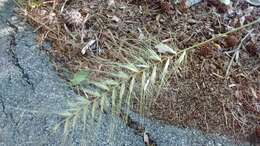 Image of Eastern Bottle-Brush Grass