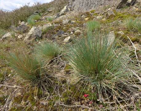 Image of clubawn grass