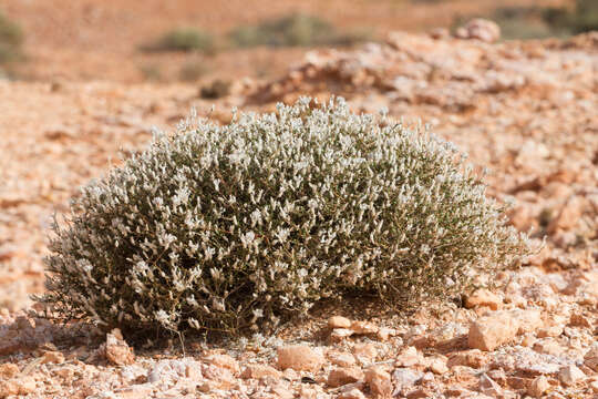 Image of Ptilotus barkeri G. Benl