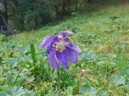 Aquilegia glandulosa Fisch.的圖片