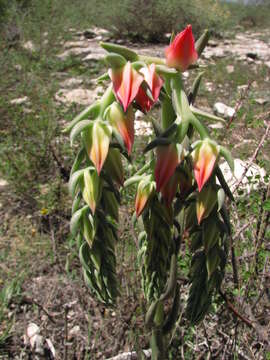 Sivun Echeveria bifida Schltdl. kuva