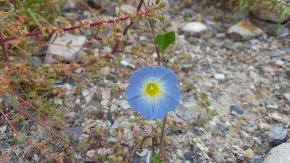 Plancia ëd Ipomoea cardiophylla A. Gray