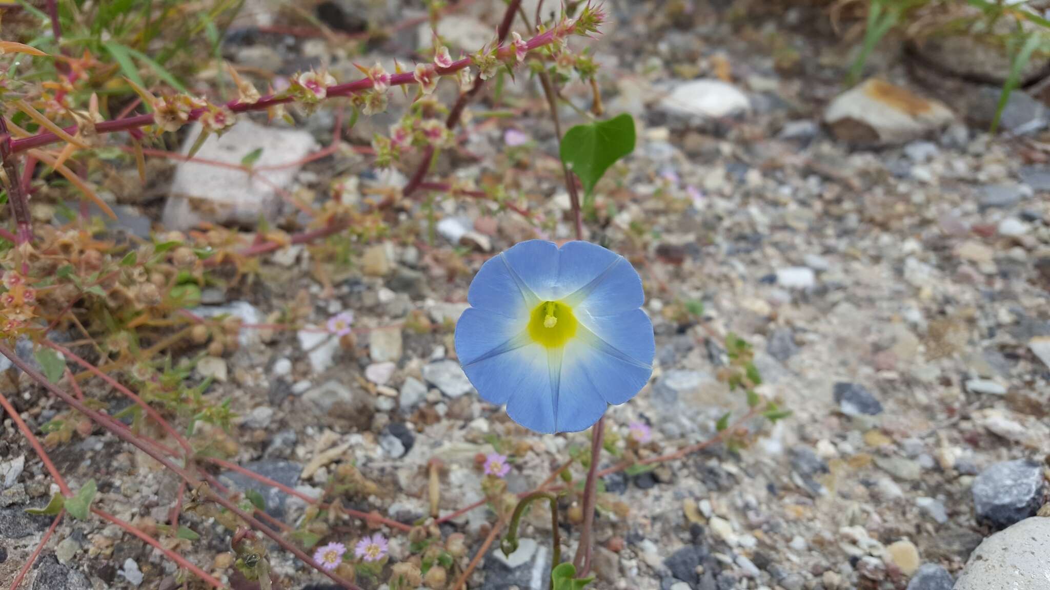 Image of heartleaf morning-glory