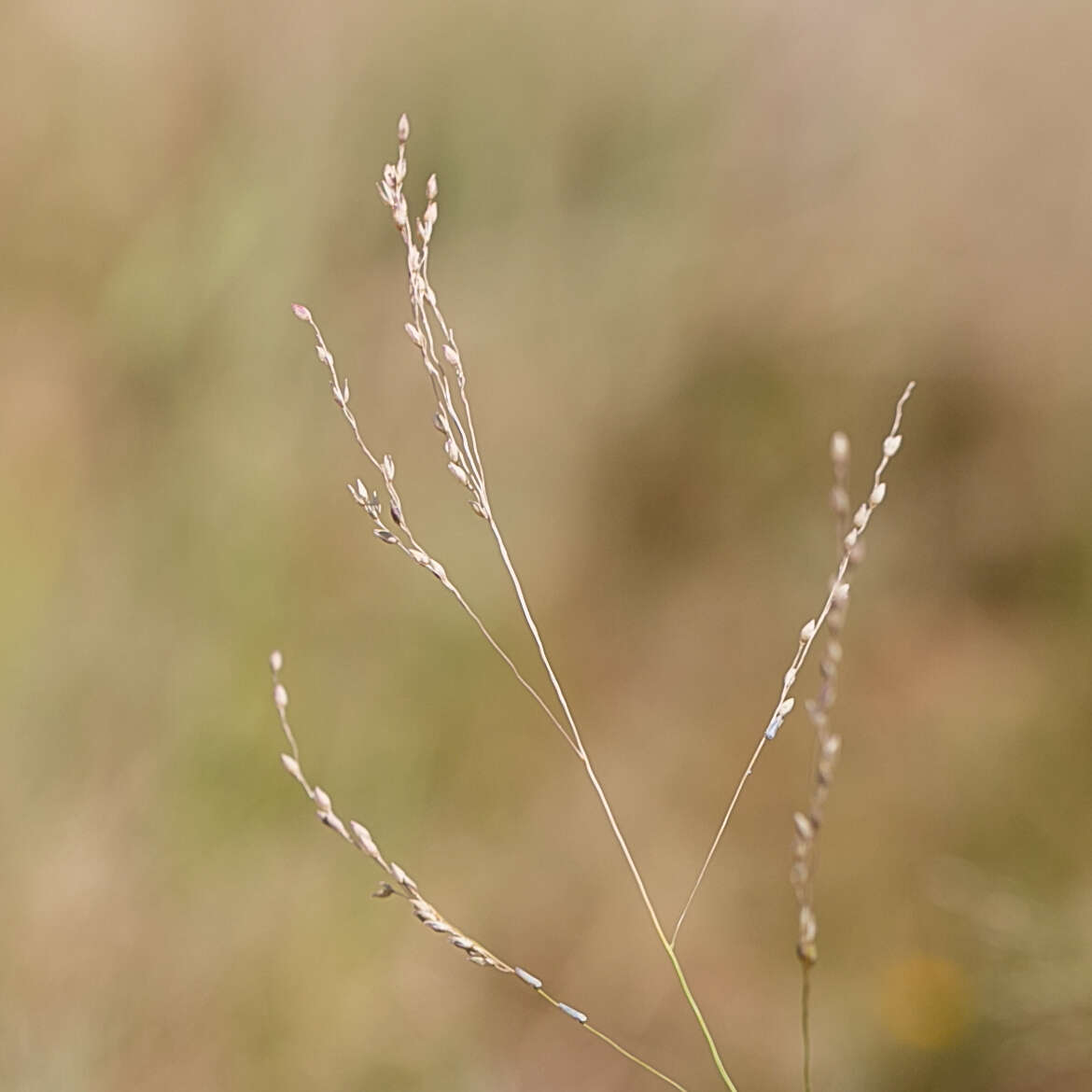 Imagem de Panicum decompositum R. Br.