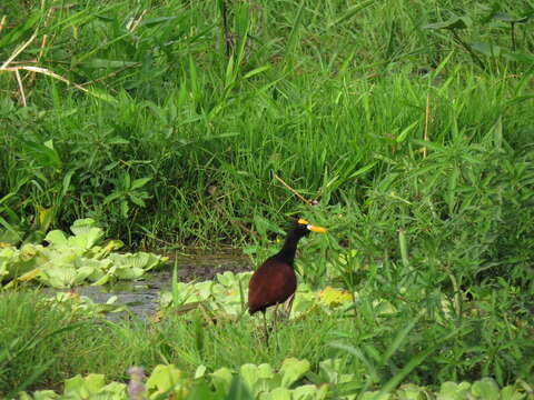 Image of Jacana Brisson 1760