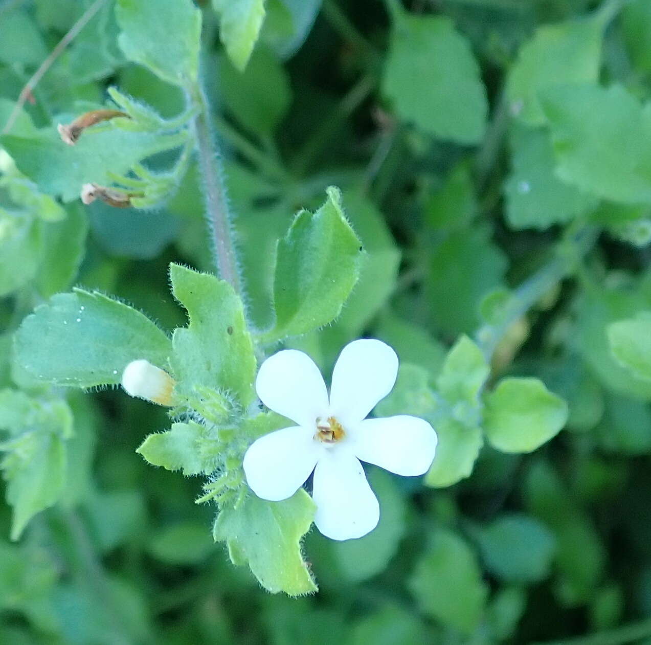 صورة Sutera campanulata (Benth.) O. Kuntze