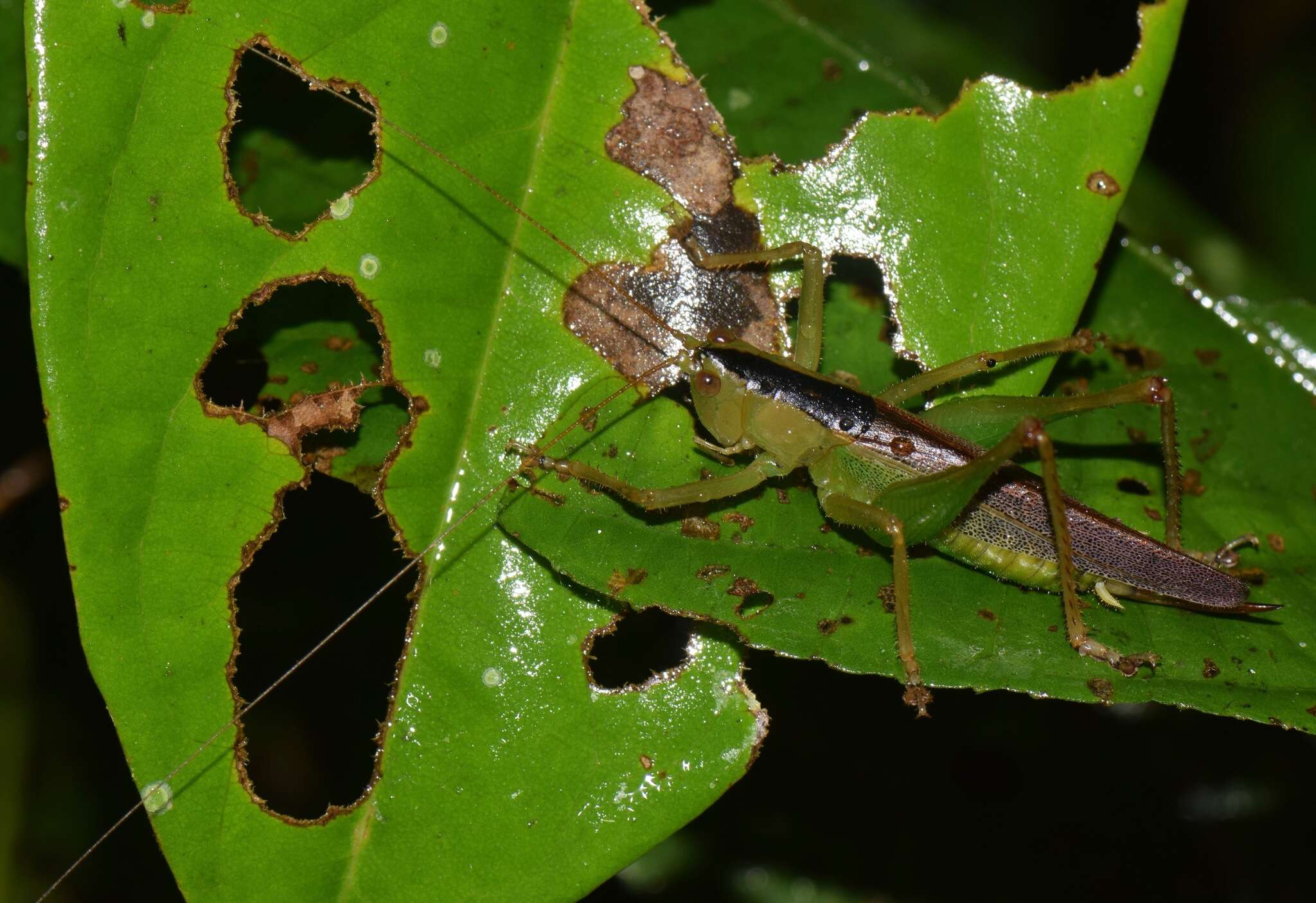 Image de Eschatoceras nigrovittatus (Bolívar & I. 1884)