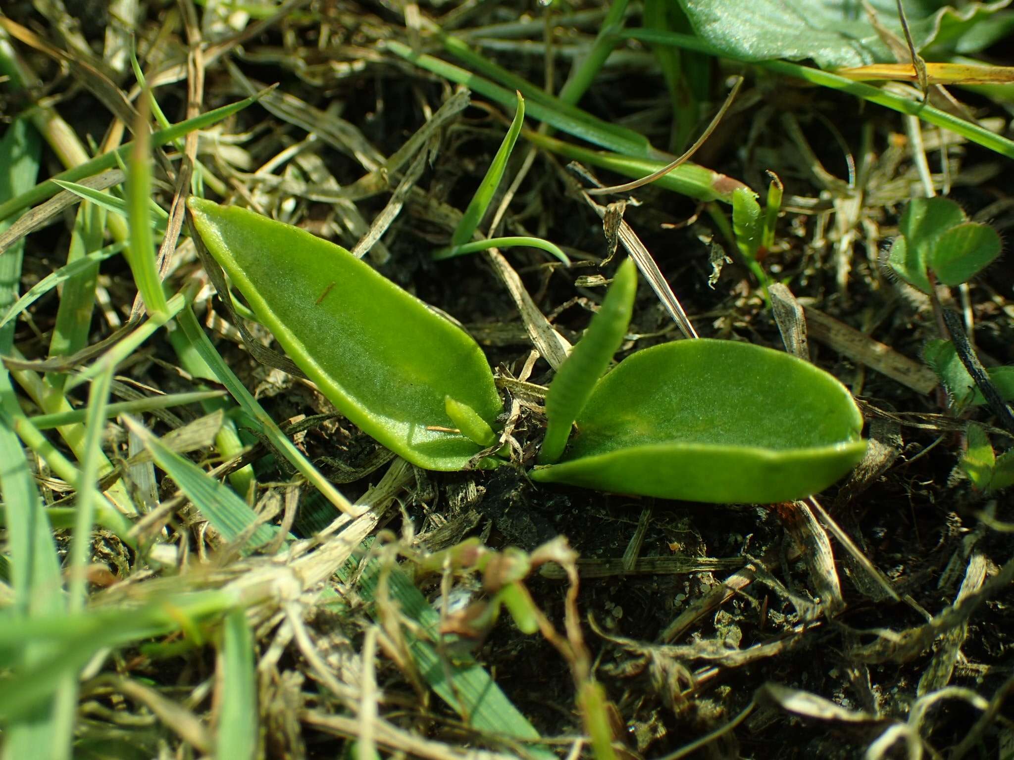 Image de Ophioglossum azoricum C. Presl