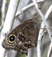 Image of Great Basin Wood Nymph