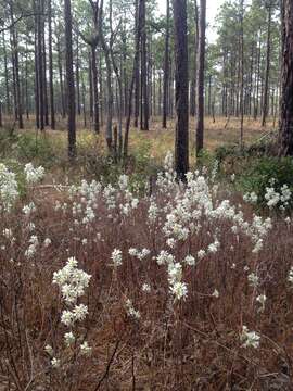 Image of coastal serviceberry