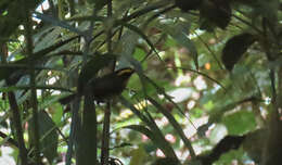 Image of Golden-browed Warbler