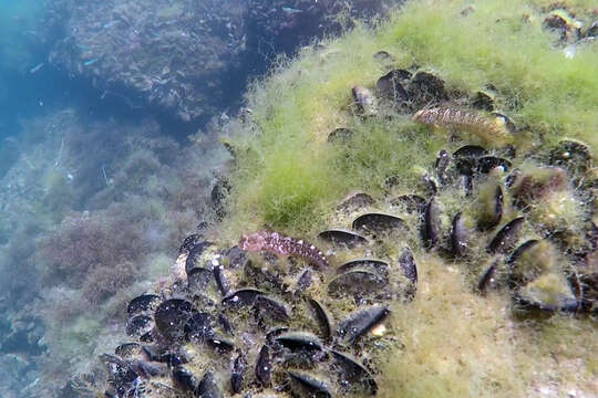 Image of Red Blenny