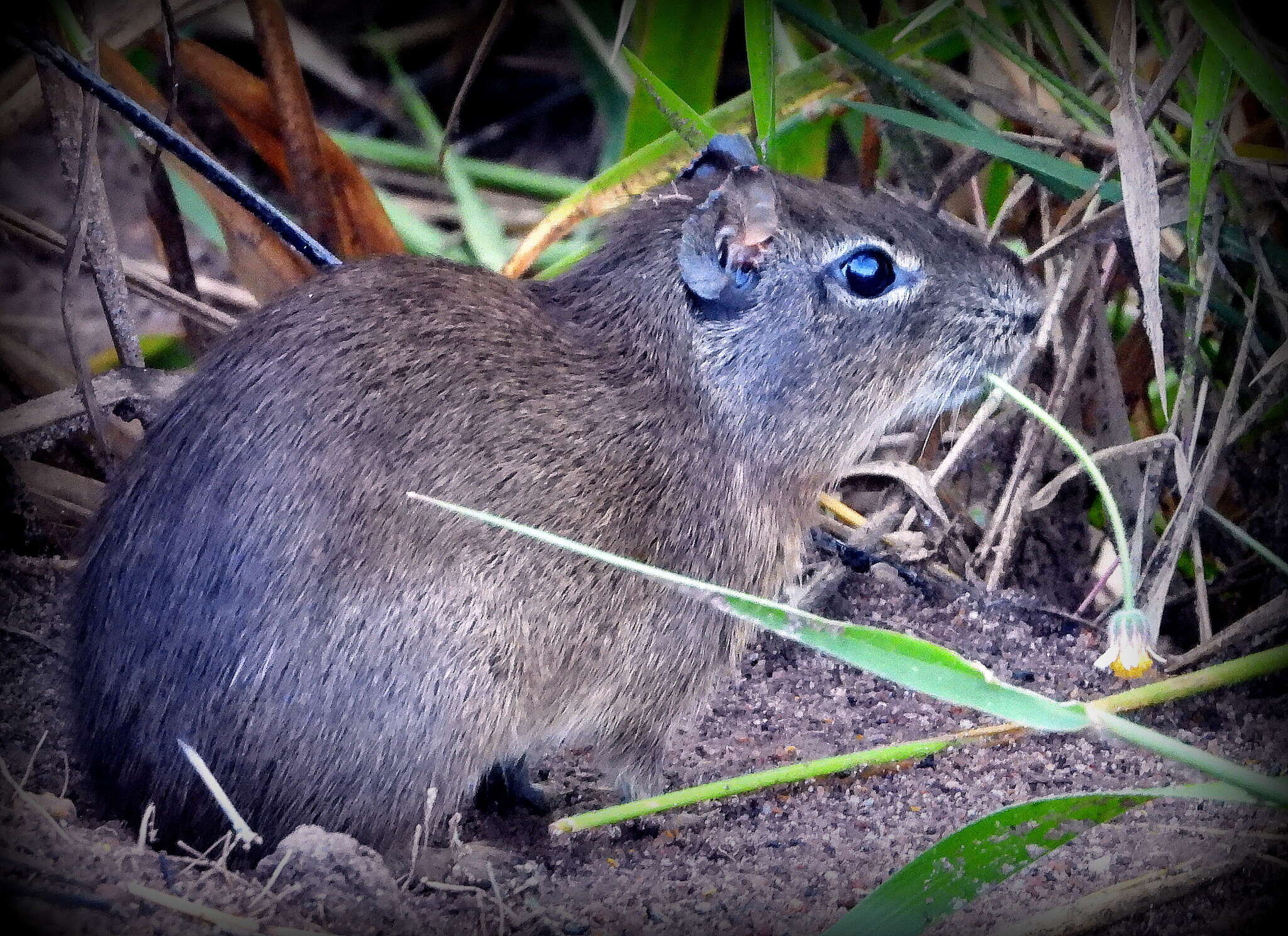 Image of Yellow-toothed cavy