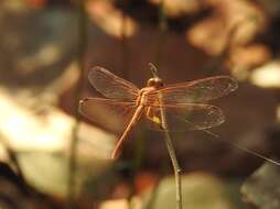 Image of Neurothemis intermedia Rambur 1842