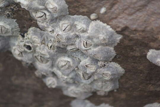 Image of Tetraclitella purpurascens (Wood 1815)