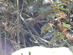 Image of Azara's Spinetail