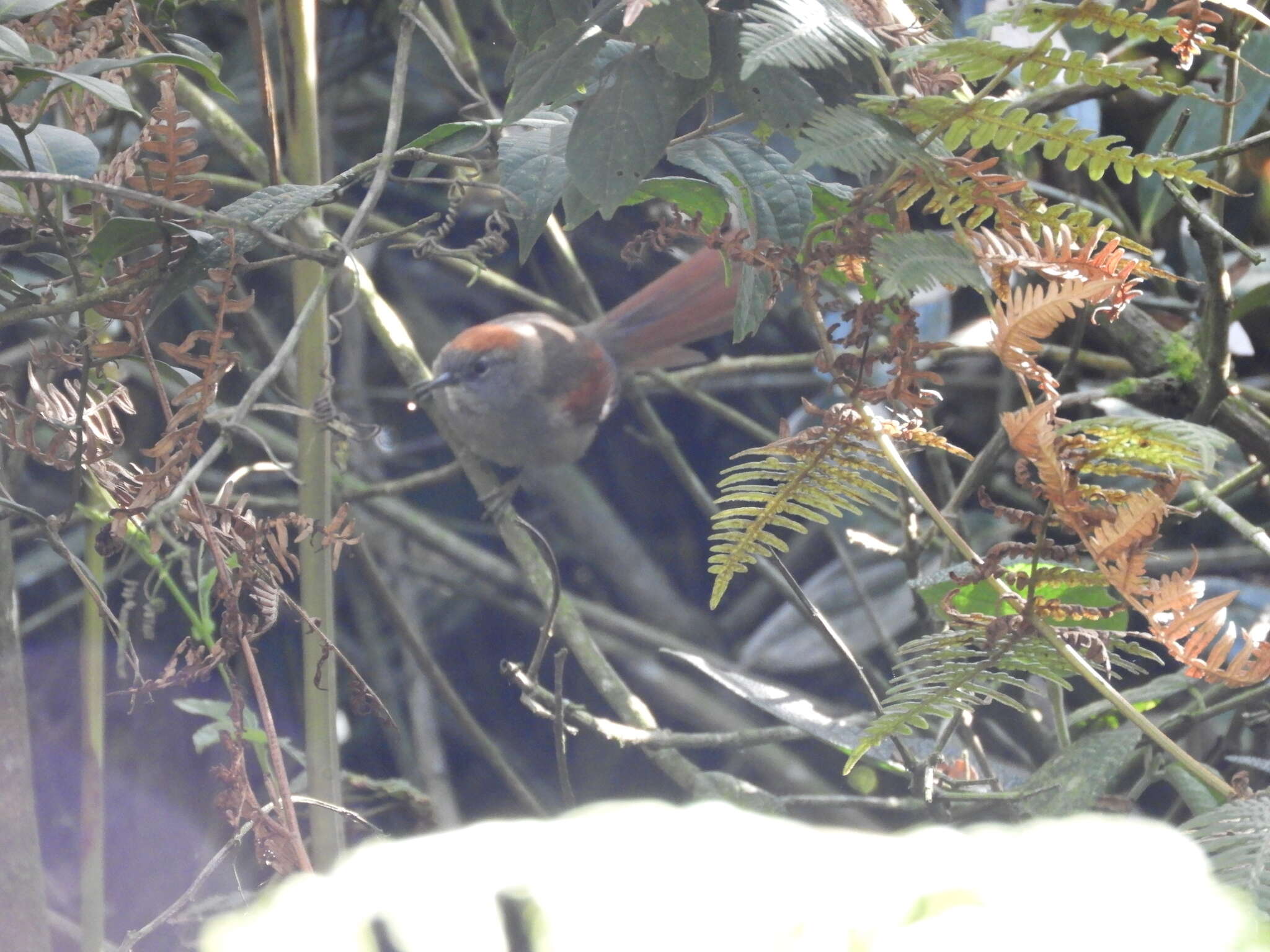 Image of Azara's Spinetail