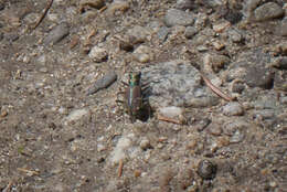 Image of Common Claybank Tiger Beetle