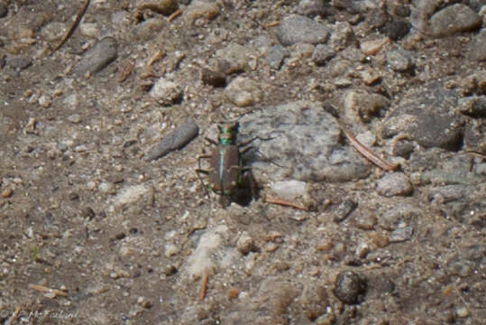 Imagem de Cicindela (Cicindela) limbalis Klug 1834