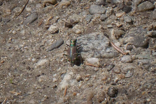 Image of Common Claybank Tiger Beetle