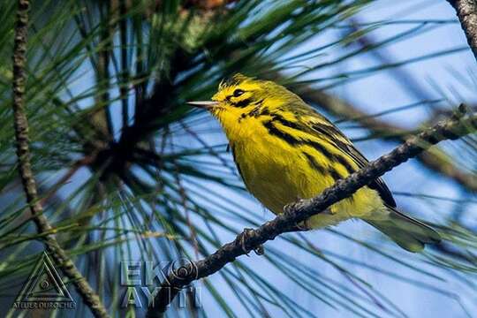 Image of Prairie Warbler