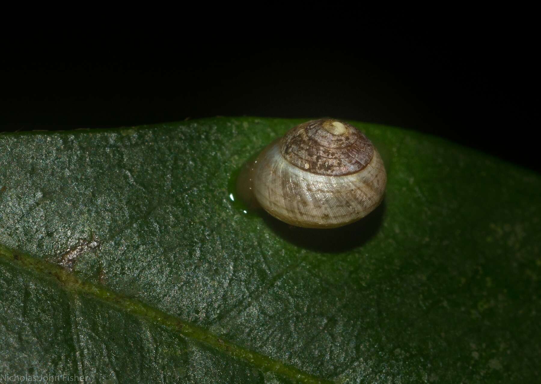 Image of Pleuropoma draytonensis (Pfeiffer 1857)