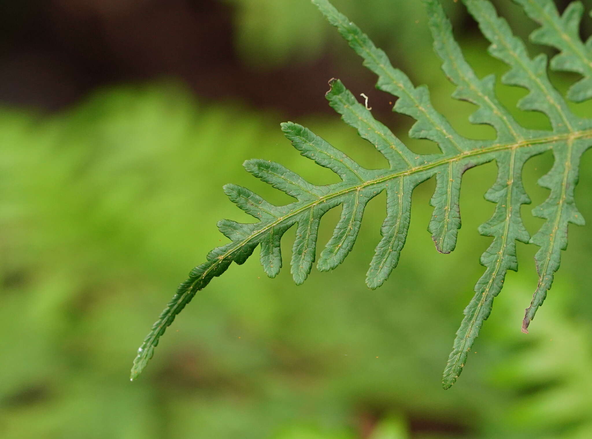 Sivun Pteris epaleata D. J. Ohlsen kuva