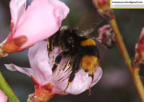 Слика од Bombus ganjsuensis Skorikov 1913