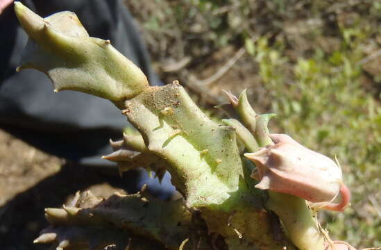 صورة Huernia barbata subsp. barbata