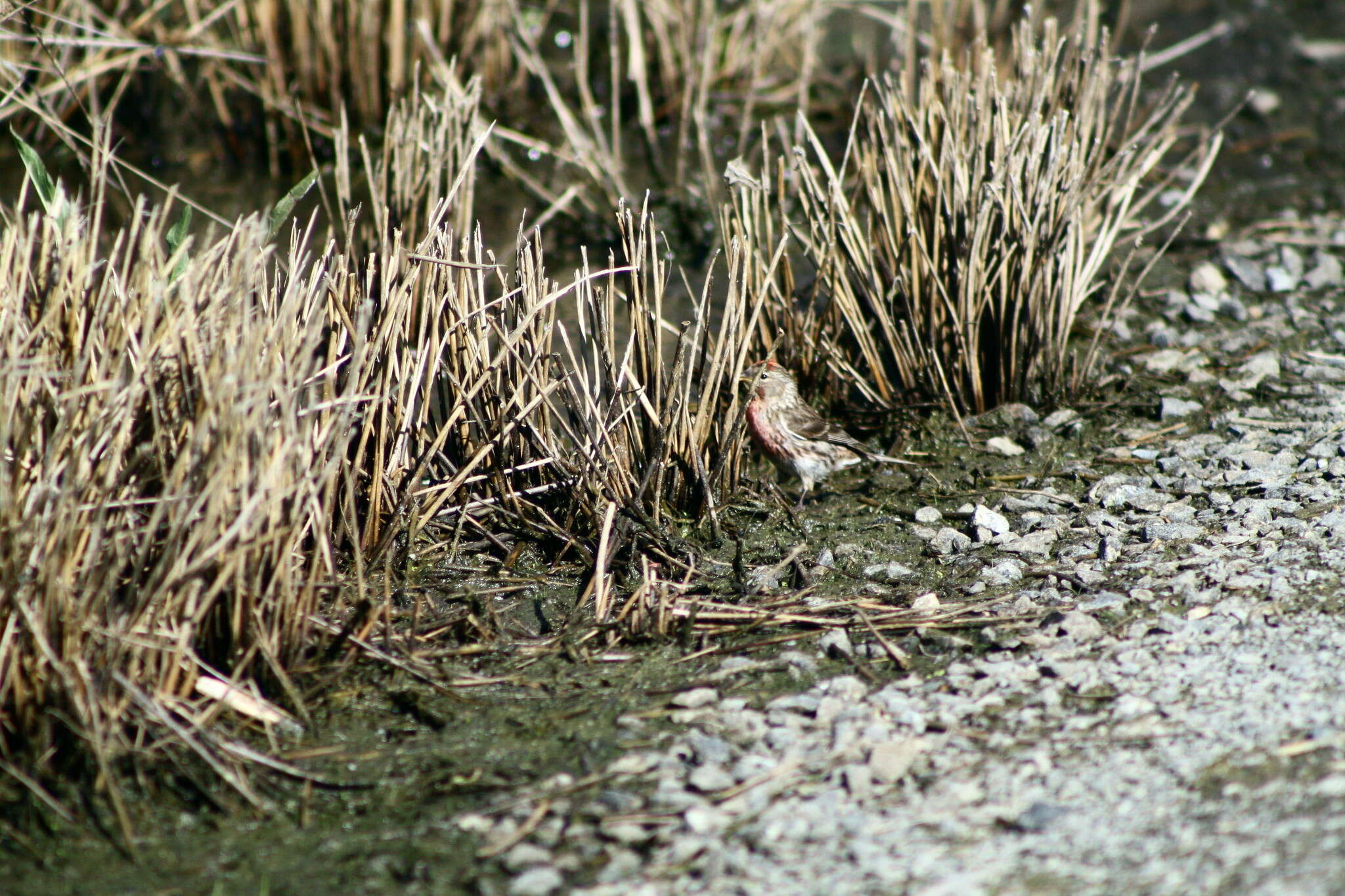 Image of Lesser Redpoll