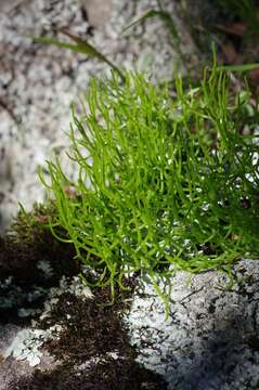 Слика од Bowiea volubilis Harv. ex Hook. fil.