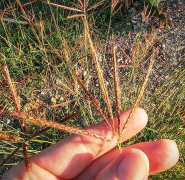 Image of Kleberg's bluestem