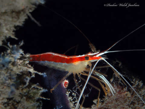 Image of red-backed cleaner shrimp